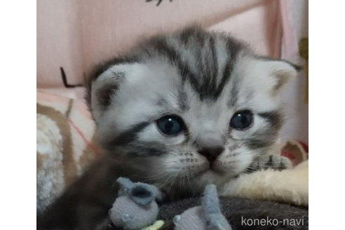 成約済の埼玉県のアメリカンショートヘア-51117の1枚目